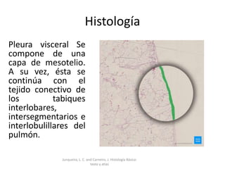Histología
Pleura visceral Se
compone de una
capa de mesotelio.
A su vez, ésta se
continúa con el
tejido conectivo de
los tabiques
interlobares,
intersegmentarios e
interlobulillares del
pulmón.
Junqueira, L. C. and Carneiro, J. Histología Básica:
texto y atlas
 
