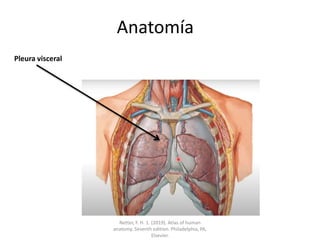 Anatomía
Pleura visceral
Netter, F. H. 1. (2019). Atlas of human
anatomy. Seventh edition. Philadelphia, PA,
Elsevier.
 
