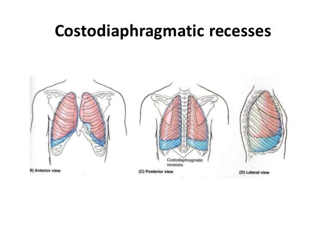 supply n recesses and its Pleura supply n recesses and its Pleura
