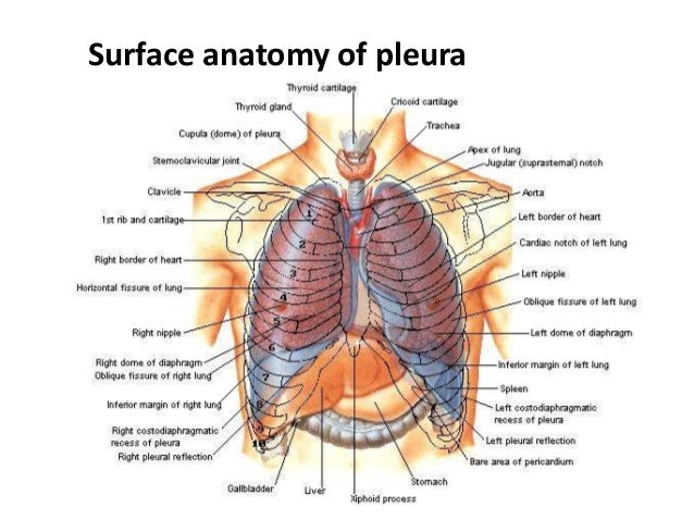 Pleura and its recesses the apex of lungs diagram labeled 