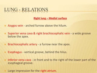 LUNG - RELATIONS
Right lung – Medial surface
 Azygos vein - arched furrow above the hilum.
 Superior vena cava & right brachiocephalic vein - a wide groove
below the apex.
 Brachiocephalic artery - a furrow near the apex.
 Esophagus - vertical groove, behind the hilus.
 Inferior vena cava - in front and to the right of the lower part of the
esophageal groove.
 Large impression for the right atrium.
 