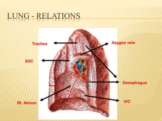 LUNG - RELATIONS
Azygos vein
Oesophagus
IVC
SVC
Rt. Atrium
Trachea
 