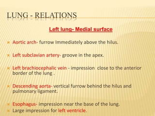 LUNG - RELATIONS
Left lung- Medial surface
 Aortic arch- furrow Immediately above the hilus.
 Left subclavian artery- groove in the apex.
 Left brachiocephalic vein - impression close to the anterior
border of the lung .
 Descending aorta- vertical furrow behind the hilus and
pulmonary ligament.
 Esophagus- impression near the base of the lung.
 Large impression for left ventricle.
 