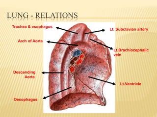 LUNG - RELATIONS
Lt.Ventricle
Lt.Brachiocephalic
vein
Lt. Subclavian artery
Trachea & esophagus
Arch of Aorta
Descending
Aorta
Oesophagus
 