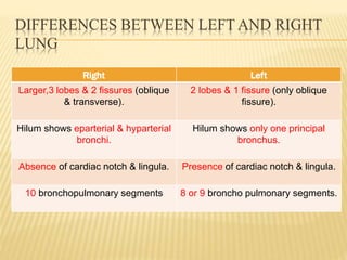 DIFFERENCES BETWEEN LEFT AND RIGHT
LUNG
Right Left
Larger,3 lobes & 2 fissures (oblique
& transverse).
2 lobes & 1 fissure (only oblique
fissure).
Hilum shows eparterial & hyparterial
bronchi.
Hilum shows only one principal
bronchus.
Absence of cardiac notch & lingula. Presence of cardiac notch & lingula.
10 bronchopulmonary segments 8 or 9 broncho pulmonary segments.
 