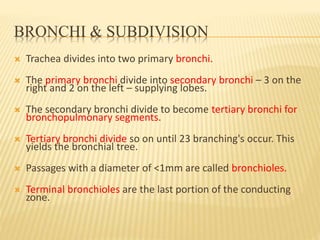 BRONCHI & SUBDIVISION
 Trachea divides into two primary bronchi.
 The primary bronchi divide into secondary bronchi – 3 on the
right and 2 on the left – supplying lobes.
 The secondary bronchi divide to become tertiary bronchi for
bronchopulmonary segments.
 Tertiary bronchi divide so on until 23 branching's occur. This
yields the bronchial tree.
 Passages with a diameter of <1mm are called bronchioles.
 Terminal bronchioles are the last portion of the conducting
zone.
 