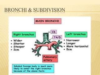 BRONCHI & SUBDIVISION
 