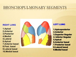 BRONCHOPULMONARY SEGMENTS
RIGHT LUNG
1.Apical
2.Anterior
3.Posterior
4.Medial
5.Lateral
6.Apical
7.Anterior basal
8.Post. basal
9.Lateral basal
10.Medial basal
LEFT LUNG
1.Apicoposterior
2.Anterior
3.Superior lingular
4. Inferior lingular
5.Apical
6.Anterior basal
7.Posterior basal
8.Lateral basal
9.Medial basal
LEFT LUNG
1.Apicoposterior
2.Anterior
3.Superior lingular
4. Inferior lingular
5.Apical
6.Anterior basal
7.Posterior basal
8.Lateral basal
9.Medial basal
 