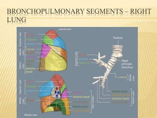 BRONCHOPULMONARY SEGMENTS – RIGHT
LUNG
 