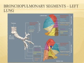 BRONCHOPULMONARY SEGMENTS – LEFT
LUNG
 