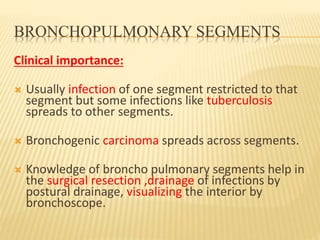 BRONCHOPULMONARY SEGMENTS
Clinical importance:
 Usually infection of one segment restricted to that
segment but some infections like tuberculosis
spreads to other segments.
 Bronchogenic carcinoma spreads across segments.
 Knowledge of broncho pulmonary segments help in
the surgical resection ,drainage of infections by
postural drainage, visualizing the interior by
bronchoscope.
 