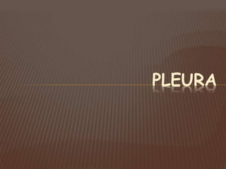 PLEURA
 