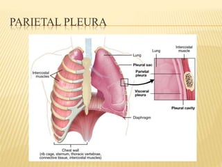 PARIETAL PLEURA
 