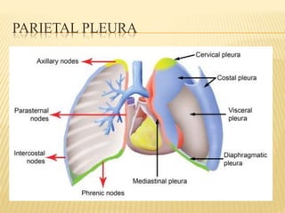 PARIETAL PLEURA
 The outer layer of the pleura is called parietal
pleura.
 Subdivided into 4 parts:
- Cervical
- Costal
- Mediastinal
- Diaphragmatic.
 