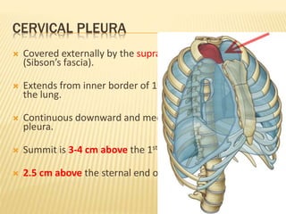 CERVICAL PLEURA
 Covered externally by the suprapleural membrane
(Sibson’s fascia).
 Extends from inner border of 1st rib to cover the apex of
the lung.
 Continuous downward and medially with the mediastinal
pleura.
 Summit is 3-4 cm above the 1st costal cartilage.
 2.5 cm above the sternal end of the clavicle.
 