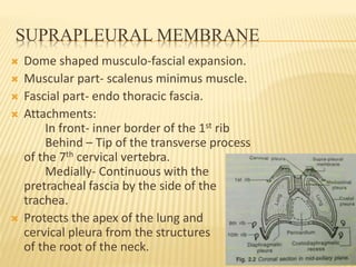 SUPRAPLEURAL MEMBRANE
 Dome shaped musculo-fascial expansion.
 Muscular part- scalenus minimus muscle.
 Fascial part- endo thoracic fascia.
 Attachments:
In front- inner border of the 1st rib
Behind – Tip of the transverse process
of the 7th cervical vertebra.
Medially- Continuous with the
pretracheal fascia by the side of the
trachea.
 Protects the apex of the lung and
cervical pleura from the structures
of the root of the neck.
 