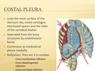 COSTAL PLEURA
 Lines the inner surface of the
sternum ribs, costal cartilages,
intercostal spaces and the sides
of the vertebral bodies.
 Separated from the bony
structures by endothoracic
fascia.
 Continuous as mediastinal
pleura medially.
 Reflexions: They are 3 in number.
 Costo-mediastinal reflexion.
 Costo-diaphragmatic
reflexion.
 Costo-vertebral reflexion
 