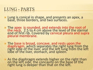 LUNG - PARTS
 Lung is conical in shape, and presents an apex, a
base, three borders, and two surfaces.
 The apex is rounded, and extends into the root of
the neck, 2.5 to 4 cm above the level of the sternal
end of first rib. Covered by cervical pleura and supra
pleural membrane.
 The base is broad, concave, and rests upon the
diaphragm, which separates the right lung from the
right lobe of the liver, and the left lung from the left
lobe of the liver, stomach, and spleen.
 As the diaphragm extends higher on the right than
on the left side, the concavity on the base of the
right lung is deeper than that on the left.
 