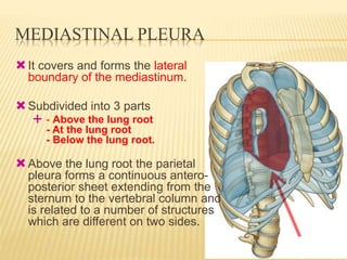 MEDIASTINAL PLEURA
It covers and forms the lateral
boundary of the mediastinum.
Subdivided into 3 parts
 - Above the lung root
- At the lung root
- Below the lung root.
Above the lung root the parietal
pleura forms a continuous antero-
posterior sheet extending from the
sternum to the vertebral column and
is related to a number of structures
which are different on two sides.
 