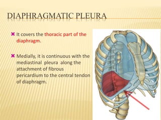 DIAPHRAGMATIC PLEURA
 It covers the thoracic part of the
diaphragm.
 Medially, it is continuous with the
mediastinal pleura along the
attachment of fibrous
pericardium to the central tendon
of diaphragm.
 