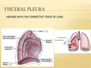 VISCERAL PLEURA
•BLENDS WITH THE CONNECTIVE TISSUE OF LUNG
 