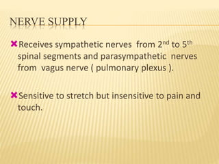 NERVE SUPPLY
Receives sympathetic nerves from 2nd to 5th
spinal segments and parasympathetic nerves
from vagus nerve ( pulmonary plexus ).
Sensitive to stretch but insensitive to pain and
touch.
 