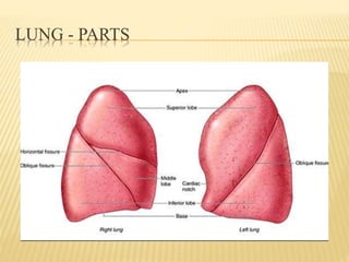 LUNG - PARTS
 
