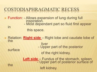 COSTODIAPHRAGMATIC RECESS
 Function: - Allows expansion of lung during full
inspiration.
- Most dependant part so fluid first appear
in
this space.
 Relation: Right side – Right lobe and caudate lobe of
the
liver
- Upper part of the posterior
surface
of the right kidney.
Left side – Fundus of the stomach, spleen
- Upper part of posterior surface of
the
left kidney.
 