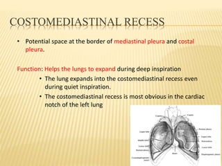 COSTOMEDIASTINAL RECESS
• Potential space at the border of mediastinal pleura and costal
pleura.
Function: Helps the lungs to expand during deep inspiration
• The lung expands into the costomediastinal recess even
during quiet inspiration.
• The costomediastinal recess is most obvious in the cardiac
notch of the left lung
 