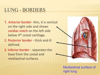 LUNG - BORDERS
1. Anterior border- thin, it is vertical
on the right side and shows
cardiac notch on the left side
below 4th costal cartilage.
2. Posterior border - thick and ill
defined.
3. Inferior border - separates the
base from the costal and
mediastinal surfaces.
Mediastinal surface of
right lung
 