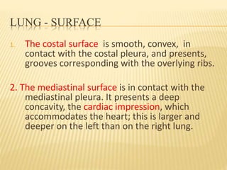 LUNG - SURFACE
1. The costal surface is smooth, convex, in
contact with the costal pleura, and presents,
grooves corresponding with the overlying ribs.
2. The mediastinal surface is in contact with the
mediastinal pleura. It presents a deep
concavity, the cardiac impression, which
accommodates the heart; this is larger and
deeper on the left than on the right lung.
 