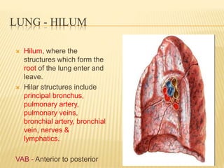 LUNG - HILUM
 Hilum, where the
structures which form the
root of the lung enter and
leave.
 Hilar structures include
principal bronchus,
pulmonary artery,
pulmonary veins,
bronchial artery, bronchial
vein, nerves &
lymphatics.
VAB - Anterior to posterior
 