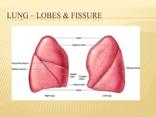 LUNG – LOBES & FISSURE
 