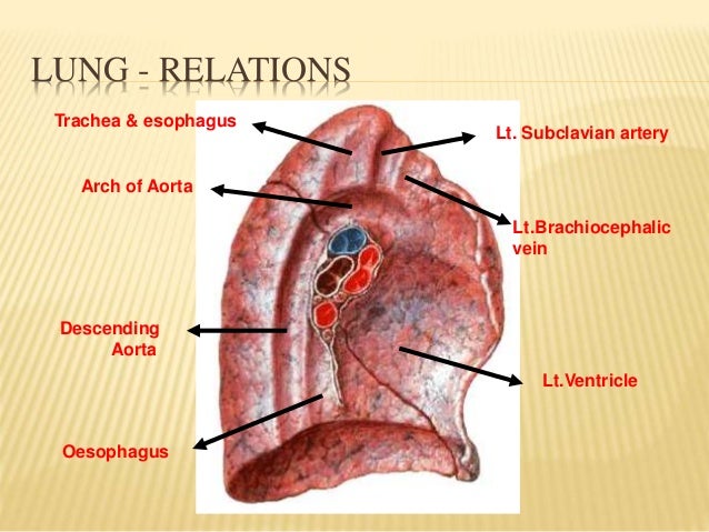 Pleura and lung