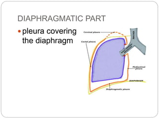 DIAPHRAGMATIC PART
 pleura covering
the diaphragm
 