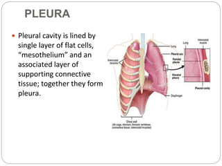 PLEURA
 Pleural cavity is lined by
single layer of flat cells,
“mesothelium” and an
associated layer of
supporting connec...