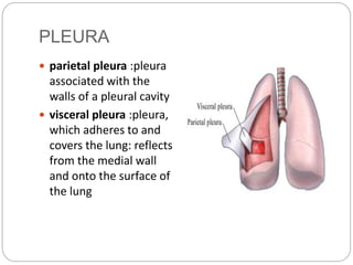 PLEURA
 parietal pleura :pleura
associated with the
walls of a pleural cavity
 visceral pleura :pleura,
which adheres to...
