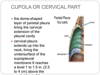 CUPOLA OR CERVICAL PART
 the dome-shaped
layer of parietal pleura
lining the cervical
extension of the
pleural cavity
 c...