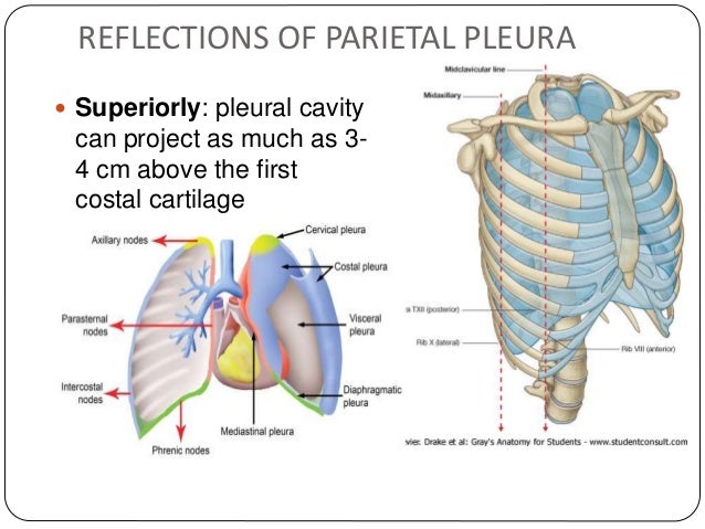 Pleura and pleural cavity copy Biology Diagrams