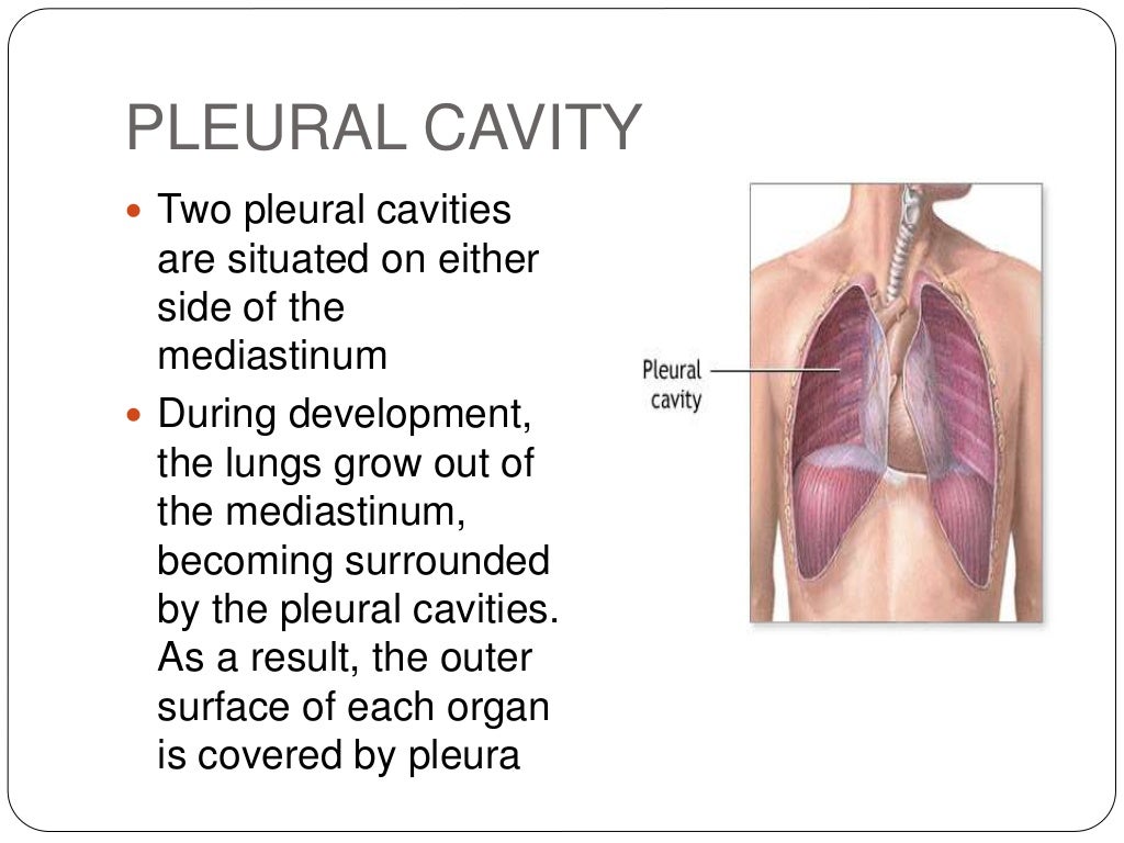 Pleura and pleural cavity copy