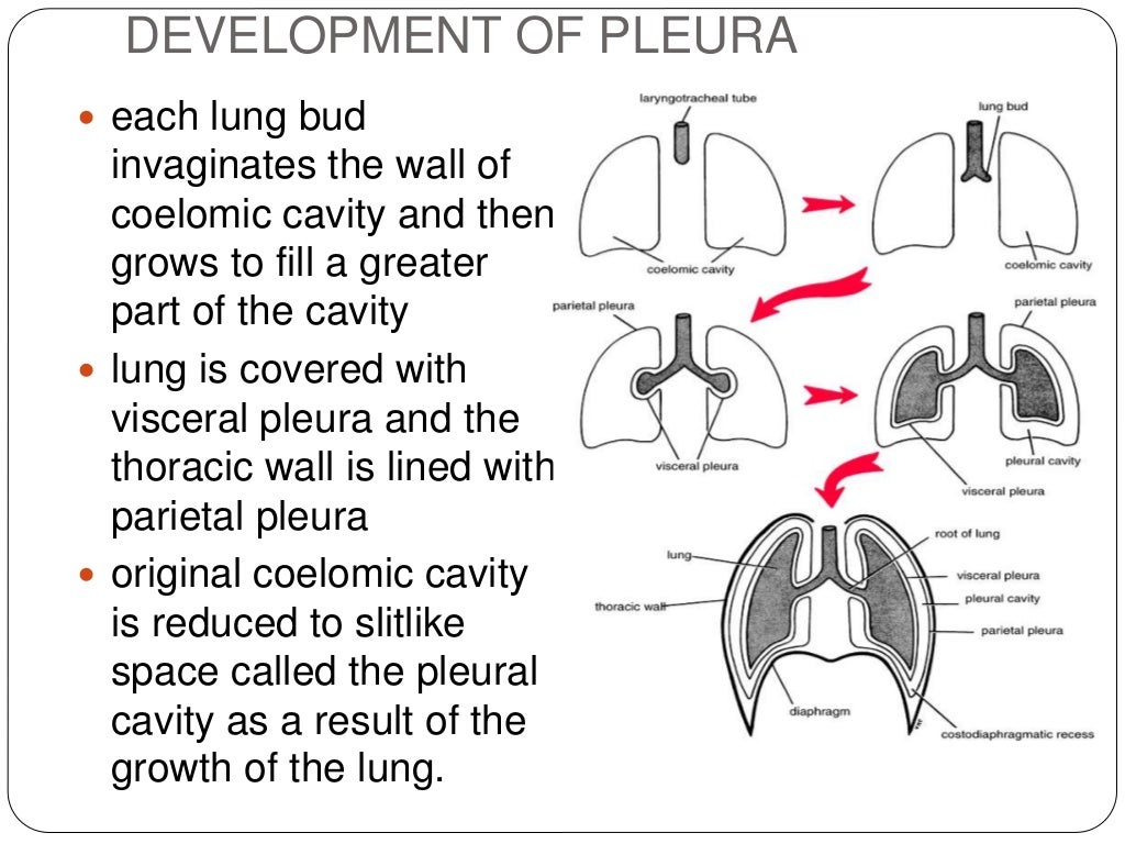 Pleura and pleural cavity copy