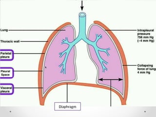 Diaphragm
 