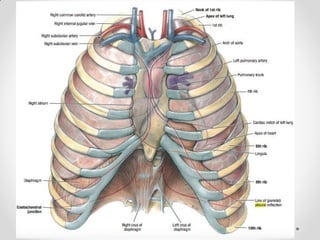 Pleurae,  Trachea & Principal Bronchi By Dr Rabia Inam Gandapore.pptx