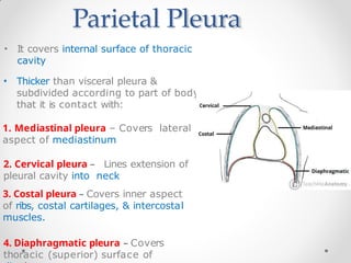 Parietal Pleura
• It covers internal surface of thoracic
cavity
• Thicker than visceral pleura &
subdivided according to part of body
that it is contact with:
1. Mediastinal pleura – Covers lateral
aspect of mediastinum
2. Cervical pleura – Lines extension of
pleural cavity into neck
3. Costal pleura – Covers inner aspect
of ribs, costal cartilages, & intercostal
muscles.
4. Diaphragmatic pleura – Covers
thoracic (superior) surface of
 