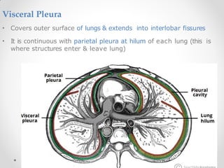 Visceral Pleura
• Covers outer surface of lungs & extends into interlobar fissures
• It is continuous with parietal pleura at hilum of each lung (this is
where structures enter & leave lung)
 