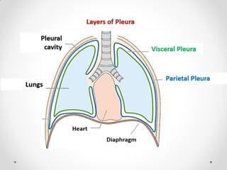 Pleurae,  Trachea & Principal Bronchi By Dr Rabia Inam Gandapore.pptx