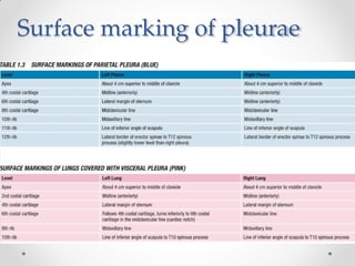 Surface marking of pleurae
 