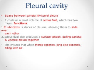 Pleural cavity
• Space between parietal &visceral pleura
• It contains a small volume of serous fluid, which has two
major functions
1. It lubricates surfaces of pleurae, allowing them to slide
over
each other
2. serous fluid also produces a surface tension, pulling parietal
& visceral pleura together
• This ensures that when thorax expands, lung also expands,
filling with air
 