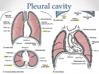 Pleural cavity
 