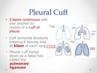 Pleural Cuff
• 2 layers continuous with
one another by
means of a cuff of
pleura
• Cuff surrounds structures
entering & leaving lung
at hilum of each lung
• Pleural cuff hangs
down as a loose fold
called the
pulmonary
ligament
 